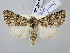 ( - BGE_ZSM_LEP_2961)  @11 [ ] by-nc-sa (2025) SNSB, Staatliche Naturwissenschaftliche Sammlungen Bayerns ZSM (SNSB, Zoologische Staatssammlung Muenchen)