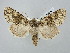  ( - BGE_ZSM_LEP_2963)  @11 [ ] by-nc-sa (2025) SNSB, Staatliche Naturwissenschaftliche Sammlungen Bayerns ZSM (SNSB, Zoologische Staatssammlung Muenchen)