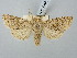  ( - BGE_ZSM_LEP_2966)  @11 [ ] by-nc-sa (2025) SNSB, Staatliche Naturwissenschaftliche Sammlungen Bayerns ZSM (SNSB, Zoologische Staatssammlung Muenchen)