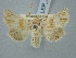  ( - BGE_ZSM_LEP_2968)  @11 [ ] by-nc-sa (2025) SNSB, Staatliche Naturwissenschaftliche Sammlungen Bayerns ZSM (SNSB, Zoologische Staatssammlung Muenchen)