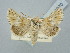  ( - BGE_ZSM_LEP_2970)  @11 [ ] by-nc-sa (2025) SNSB, Staatliche Naturwissenschaftliche Sammlungen Bayerns ZSM (SNSB, Zoologische Staatssammlung Muenchen)