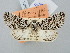  (Valerietta niphopasta - BGE_ZSM_LEP_2978)  @11 [ ] by-nc-sa (2025) SNSB, Staatliche Naturwissenschaftliche Sammlungen Bayerns ZSM (SNSB, Zoologische Staatssammlung Muenchen)