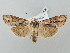  ( - BGE_ZSM_LEP_2980)  @11 [ ] by-nc-sa (2025) SNSB, Staatliche Naturwissenschaftliche Sammlungen Bayerns ZSM (SNSB, Zoologische Staatssammlung Muenchen)
