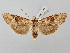  ( - BGE_ZSM_LEP_2982)  @11 [ ] by-nc-sa (2025) SNSB, Staatliche Naturwissenschaftliche Sammlungen Bayerns ZSM (SNSB, Zoologische Staatssammlung Muenchen)