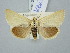  ( - BGE_ZSM_LEP_2986)  @11 [ ] by-nc-sa (2025) SNSB, Staatliche Naturwissenschaftliche Sammlungen Bayerns ZSM (SNSB, Zoologische Staatssammlung Muenchen)