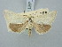  ( - BGE_ZSM_LEP_2987)  @11 [ ] by-nc-sa (2025) SNSB, Staatliche Naturwissenschaftliche Sammlungen Bayerns ZSM (SNSB, Zoologische Staatssammlung Muenchen)