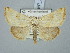  ( - BGE_ZSM_LEP_2988)  @11 [ ] by-nc-sa (2025) SNSB, Staatliche Naturwissenschaftliche Sammlungen Bayerns ZSM (SNSB, Zoologische Staatssammlung Muenchen)