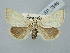  ( - BGE_ZSM_LEP_2989)  @11 [ ] by-nc-sa (2025) SNSB, Staatliche Naturwissenschaftliche Sammlungen Bayerns ZSM (SNSB, Zoologische Staatssammlung Muenchen)