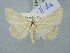  (Aegle pallida - BGE_ZSM_LEP_2990)  @11 [ ] by-nc-sa (2025) SNSB, Staatliche Naturwissenschaftliche Sammlungen Bayerns ZSM (SNSB, Zoologische Staatssammlung Muenchen)