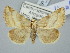  ( - BGE_ZSM_LEP_3000)  @11 [ ] by-nc-sa (2025) SNSB, Staatliche Naturwissenschaftliche Sammlungen Bayerns ZSM (SNSB, Zoologische Staatssammlung Muenchen)