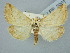  ( - BGE_ZSM_LEP_3001)  @11 [ ] by-nc-sa (2025) SNSB, Staatliche Naturwissenschaftliche Sammlungen Bayerns ZSM (SNSB, Zoologische Staatssammlung Muenchen)