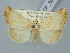 ( - BGE_ZSM_LEP_3002)  @11 [ ] by-nc-sa (2025) SNSB, Staatliche Naturwissenschaftliche Sammlungen Bayerns ZSM (SNSB, Zoologische Staatssammlung Muenchen)