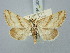  ( - BGE_ZSM_LEP_3003)  @11 [ ] by-nc-sa (2025) SNSB, Staatliche Naturwissenschaftliche Sammlungen Bayerns ZSM (SNSB, Zoologische Staatssammlung Muenchen)
