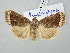  ( - BGE_ZSM_LEP_3004)  @11 [ ] by-nc-sa (2025) SNSB, Staatliche Naturwissenschaftliche Sammlungen Bayerns ZSM (SNSB, Zoologische Staatssammlung Muenchen)