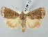  ( - BGE_ZSM_LEP_3006)  @11 [ ] by-nc-sa (2025) SNSB, Staatliche Naturwissenschaftliche Sammlungen Bayerns ZSM (SNSB, Zoologische Staatssammlung Muenchen)