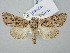  ( - BGE_ZSM_LEP_3008)  @11 [ ] by-nc-sa (2025) SNSB, Staatliche Naturwissenschaftliche Sammlungen Bayerns ZSM (SNSB, Zoologische Staatssammlung Muenchen)