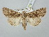  ( - BGE_ZSM_LEP_3010)  @11 [ ] by-nc-sa (2025) SNSB, Staatliche Naturwissenschaftliche Sammlungen Bayerns ZSM (SNSB, Zoologische Staatssammlung Muenchen)