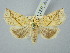  (Brachyxanthia - BGE_ZSM_LEP_3035)  @11 [ ] by-nc-sa (2025) SNSB, Staatliche Naturwissenschaftliche Sammlungen Bayerns ZSM (SNSB, Zoologische Staatssammlung Muenchen)