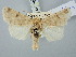  ( - BGE_ZSM_LEP_3040)  @11 [ ] by-nc-sa (2025) SNSB, Staatliche Naturwissenschaftliche Sammlungen Bayerns ZSM (SNSB, Zoologische Staatssammlung Muenchen)