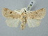  ( - BGE_ZSM_LEP_3042)  @11 [ ] by-nc-sa (2025) SNSB, Staatliche Naturwissenschaftliche Sammlungen Bayerns ZSM (SNSB, Zoologische Staatssammlung Muenchen)