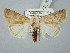  ( - BGE_ZSM_LEP_3048)  @11 [ ] by-nc-sa (2025) SNSB, Staatliche Naturwissenschaftliche Sammlungen Bayerns ZSM (SNSB, Zoologische Staatssammlung Muenchen)