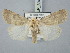  ( - BGE_ZSM_LEP_3049)  @11 [ ] by-nc-sa (2025) SNSB, Staatliche Naturwissenschaftliche Sammlungen Bayerns ZSM (SNSB, Zoologische Staatssammlung Muenchen)