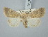  ( - BGE_ZSM_LEP_3050)  @11 [ ] by-nc-sa (2025) SNSB, Staatliche Naturwissenschaftliche Sammlungen Bayerns ZSM (SNSB, Zoologische Staatssammlung Muenchen)