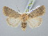  ( - BGE_ZSM_LEP_3051)  @11 [ ] by-nc-sa (2025) SNSB, Staatliche Naturwissenschaftliche Sammlungen Bayerns ZSM (SNSB, Zoologische Staatssammlung Muenchen)