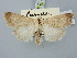  ( - BGE_ZSM_LEP_3052)  @11 [ ] by-nc-sa (2025) SNSB, Staatliche Naturwissenschaftliche Sammlungen Bayerns ZSM (SNSB, Zoologische Staatssammlung Muenchen)