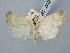  ( - BGE_ZSM_LEP_3054)  @11 [ ] by-nc-sa (2025) SNSB, Staatliche Naturwissenschaftliche Sammlungen Bayerns ZSM (SNSB, Zoologische Staatssammlung Muenchen)