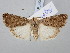  (Caradrina jacobsi - BGE_ZSM_LEP_3055)  @11 [ ] by-nc-sa (2025) SNSB, Staatliche Naturwissenschaftliche Sammlungen Bayerns ZSM (SNSB, Zoologische Staatssammlung Muenchen)