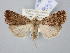  ( - BGE_ZSM_LEP_3056)  @11 [ ] by-nc-sa (2025) SNSB, Staatliche Naturwissenschaftliche Sammlungen Bayerns ZSM (SNSB, Zoologische Staatssammlung Muenchen)