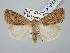  ( - BGE_ZSM_LEP_3057)  @11 [ ] by-nc-sa (2025) SNSB, Staatliche Naturwissenschaftliche Sammlungen Bayerns ZSM (SNSB, Zoologische Staatssammlung Muenchen)