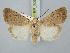  ( - BGE_ZSM_LEP_3059)  @11 [ ] by-nc-sa (2025) SNSB, Staatliche Naturwissenschaftliche Sammlungen Bayerns ZSM (SNSB, Zoologische Staatssammlung Muenchen)
