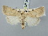  (Caradrina pertinax - BGE_ZSM_LEP_3060)  @11 [ ] by-nc-sa (2025) SNSB, Staatliche Naturwissenschaftliche Sammlungen Bayerns ZSM (SNSB, Zoologische Staatssammlung Muenchen)