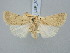  ( - BGE_ZSM_LEP_3061)  @11 [ ] by-nc-sa (2025) SNSB, Staatliche Naturwissenschaftliche Sammlungen Bayerns ZSM (SNSB, Zoologische Staatssammlung Muenchen)