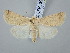  ( - BGE_ZSM_LEP_3063)  @11 [ ] by-nc-sa (2025) SNSB, Staatliche Naturwissenschaftliche Sammlungen Bayerns ZSM (SNSB, Zoologische Staatssammlung Muenchen)
