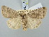 (Caradrina petraea - BGE_ZSM_LEP_3064)  @11 [ ] by-nc-sa (2025) SNSB, Staatliche Naturwissenschaftliche Sammlungen Bayerns ZSM (SNSB, Zoologische Staatssammlung Muenchen)