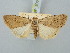  ( - BGE_ZSM_LEP_3066)  @11 [ ] by-nc-sa (2025) SNSB, Staatliche Naturwissenschaftliche Sammlungen Bayerns ZSM (SNSB, Zoologische Staatssammlung Muenchen)