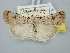  ( - BGE_ZSM_LEP_3067)  @11 [ ] by-nc-sa (2025) SNSB, Staatliche Naturwissenschaftliche Sammlungen Bayerns ZSM (SNSB, Zoologische Staatssammlung Muenchen)