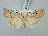  ( - BGE_ZSM_LEP_3068)  @11 [ ] by-nc-sa (2025) SNSB, Staatliche Naturwissenschaftliche Sammlungen Bayerns ZSM (SNSB, Zoologische Staatssammlung Muenchen)