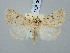  ( - BGE_ZSM_LEP_3069)  @11 [ ] by-nc-sa (2025) SNSB, Staatliche Naturwissenschaftliche Sammlungen Bayerns ZSM (SNSB, Zoologische Staatssammlung Muenchen)