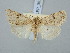  ( - BGE_ZSM_LEP_3070)  @11 [ ] by-nc-sa (2025) SNSB, Staatliche Naturwissenschaftliche Sammlungen Bayerns ZSM (SNSB, Zoologische Staatssammlung Muenchen)