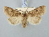  ( - BGE_ZSM_LEP_3071)  @11 [ ] by-nc-sa (2025) SNSB, Staatliche Naturwissenschaftliche Sammlungen Bayerns ZSM (SNSB, Zoologische Staatssammlung Muenchen)