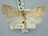  ( - BGE_ZSM_LEP_3080)  @11 [ ] by-nc-sa (2025) SNSB, Staatliche Naturwissenschaftliche Sammlungen Bayerns ZSM (SNSB, Zoologische Staatssammlung Muenchen)
