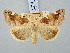  ( - BGE_ZSM_LEP_3082)  @11 [ ] by-nc-sa (2025) SNSB, Staatliche Naturwissenschaftliche Sammlungen Bayerns ZSM (SNSB, Zoologische Staatssammlung Muenchen)