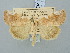  ( - BGE_ZSM_LEP_3084)  @11 [ ] by-nc-sa (2025) SNSB, Staatliche Naturwissenschaftliche Sammlungen Bayerns ZSM (SNSB, Zoologische Staatssammlung Muenchen)