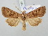  ( - BGE_ZSM_LEP_3089)  @11 [ ] by-nc-sa (2025) SNSB, Staatliche Naturwissenschaftliche Sammlungen Bayerns ZSM (SNSB, Zoologische Staatssammlung Muenchen)