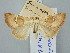  (Haemerosia vassilininei - BGE_ZSM_LEP_3101)  @11 [ ] by-nc-sa (2025) SNSB, Staatliche Naturwissenschaftliche Sammlungen Bayerns ZSM (SNSB, Zoologische Staatssammlung Muenchen)