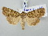  ( - BGE_ZSM_LEP_3104)  @11 [ ] by-nc-sa (2025) SNSB, Staatliche Naturwissenschaftliche Sammlungen Bayerns ZSM (SNSB, Zoologische Staatssammlung Muenchen)